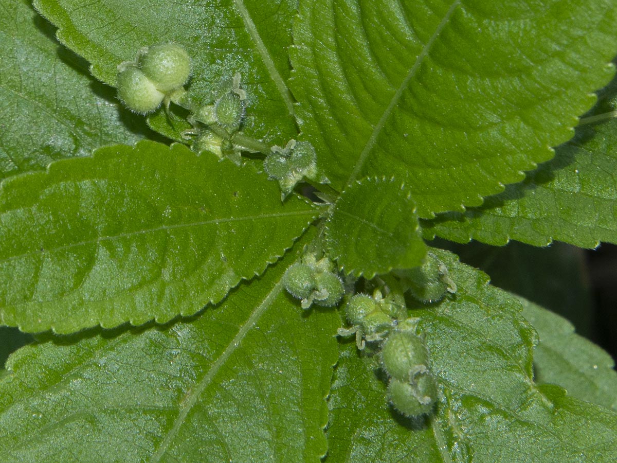 weibliche Blüten